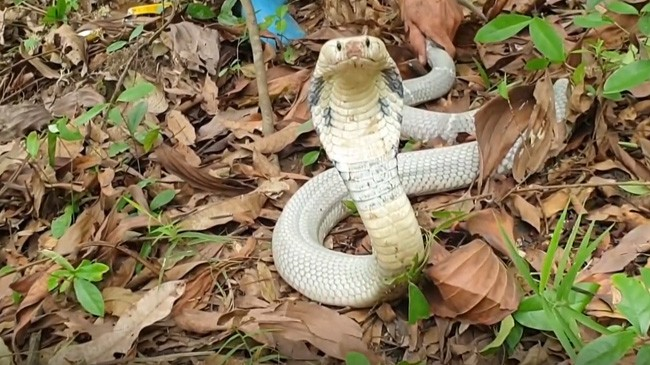 Nằm mơ thấy rắn hổ mang trắng