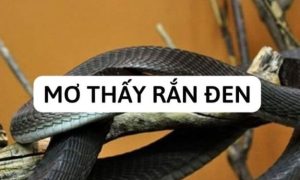 Mơ thấy rắn đen